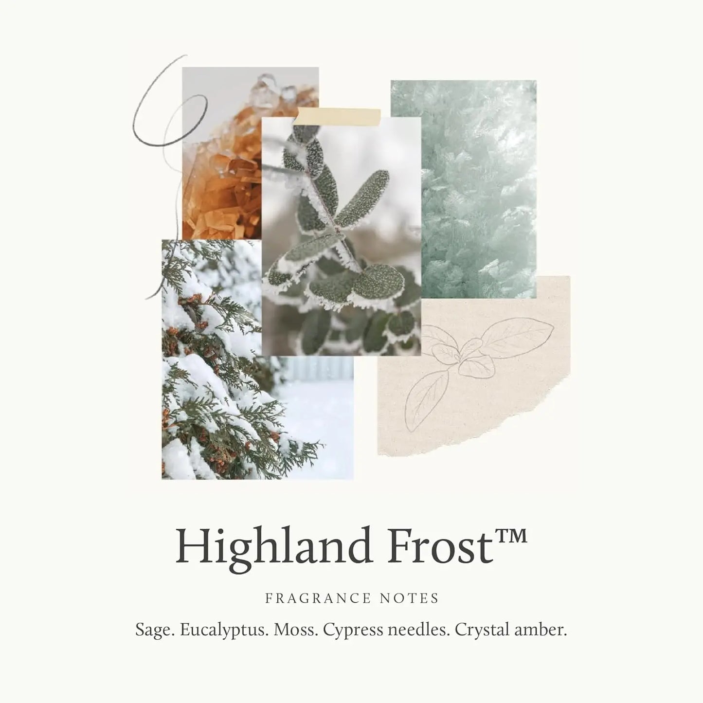 Zen Active Living Winter Sage Eucalyptus Cypress Scented Candle